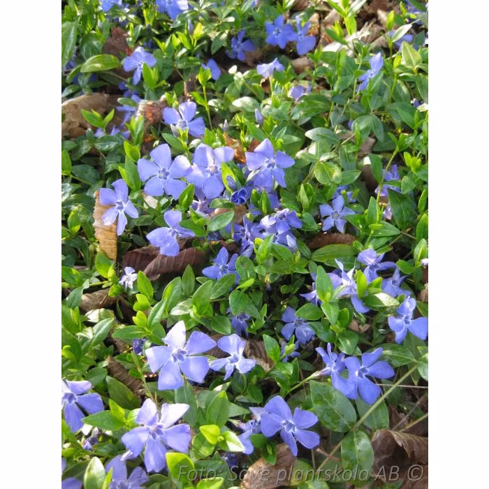 Vintergröna - *Marie* - Vinca minor