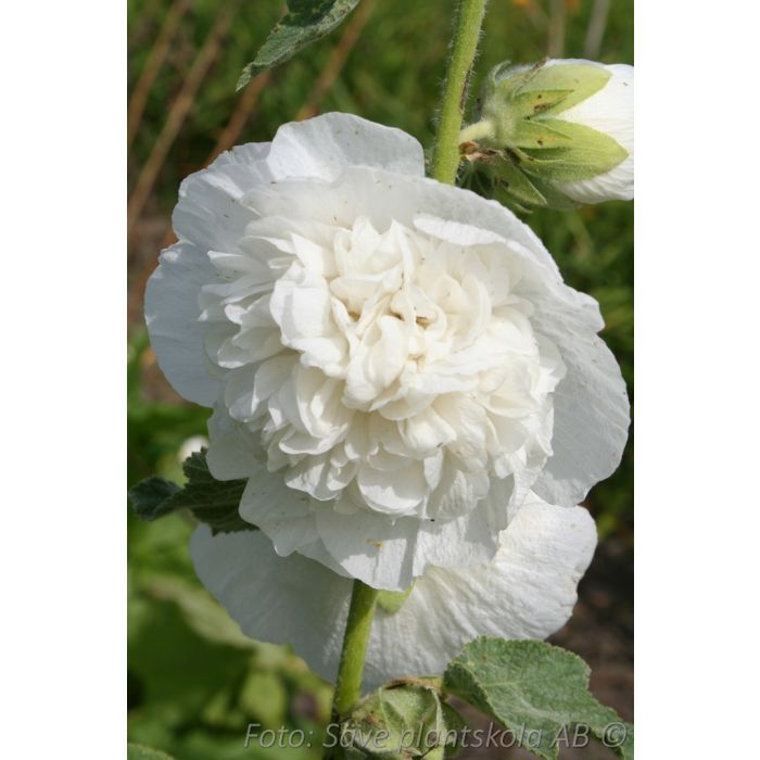 Stockros *Pleniflora Vit* - Alcea rosea