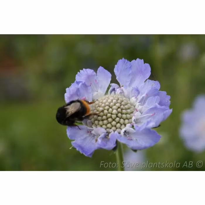 Höstvädd *Perfecta Blue* - Scabiosa caucasica