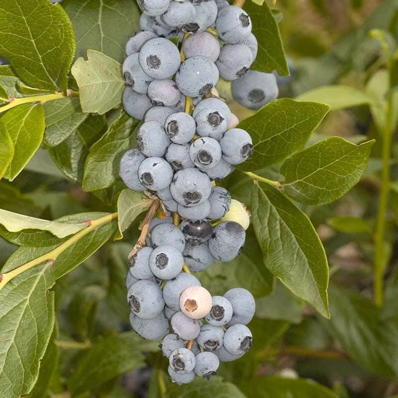 Amerikanska blåbär - 4-pack - blanda fritt