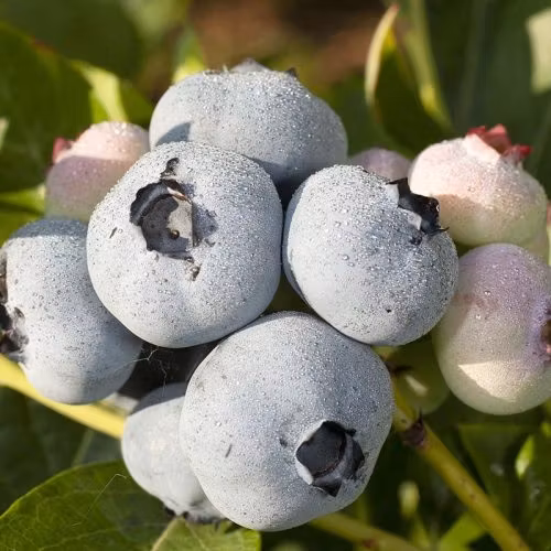 Amerikanska blåbär - 4-pack - blanda fritt