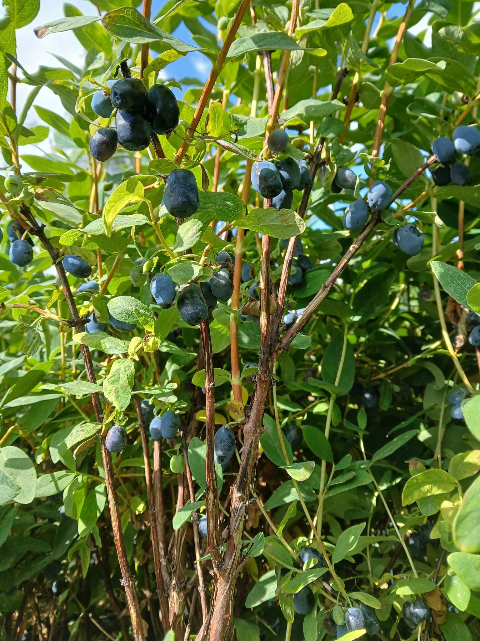 Blåbärstry "Blue Treasure"