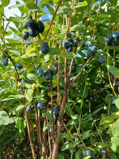 Blåbärstry "Blue Treasure"