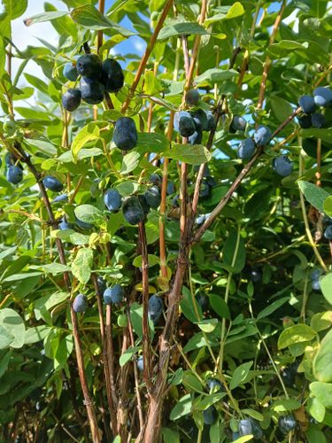 Blåbärstry "Blue Treasure"