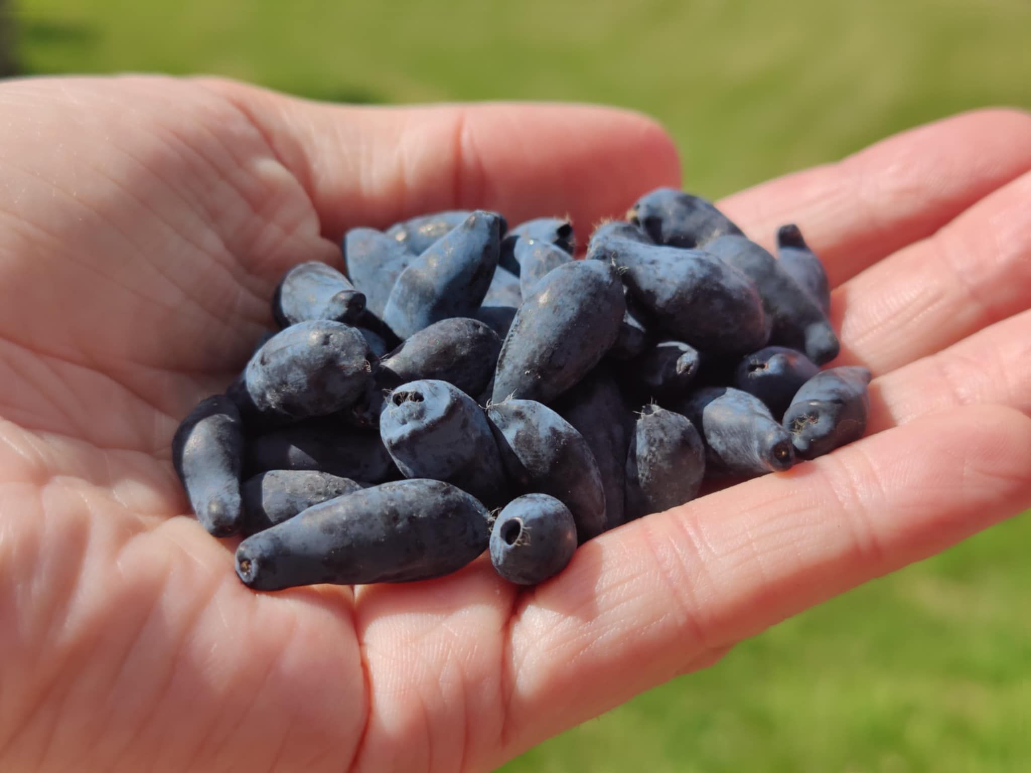 Blåbärstry "Blue Rock / Sinij Utes"