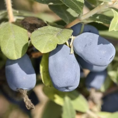 Blåbärstry "Indigo Gem" - P9 kruka