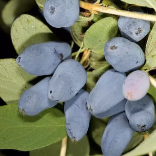 Blåbärstry "Tundra" 5-literskruka/Avhämtning