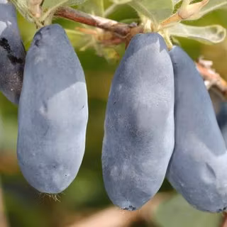 Blåbärstry "Blue Rock / Sinij Utes"