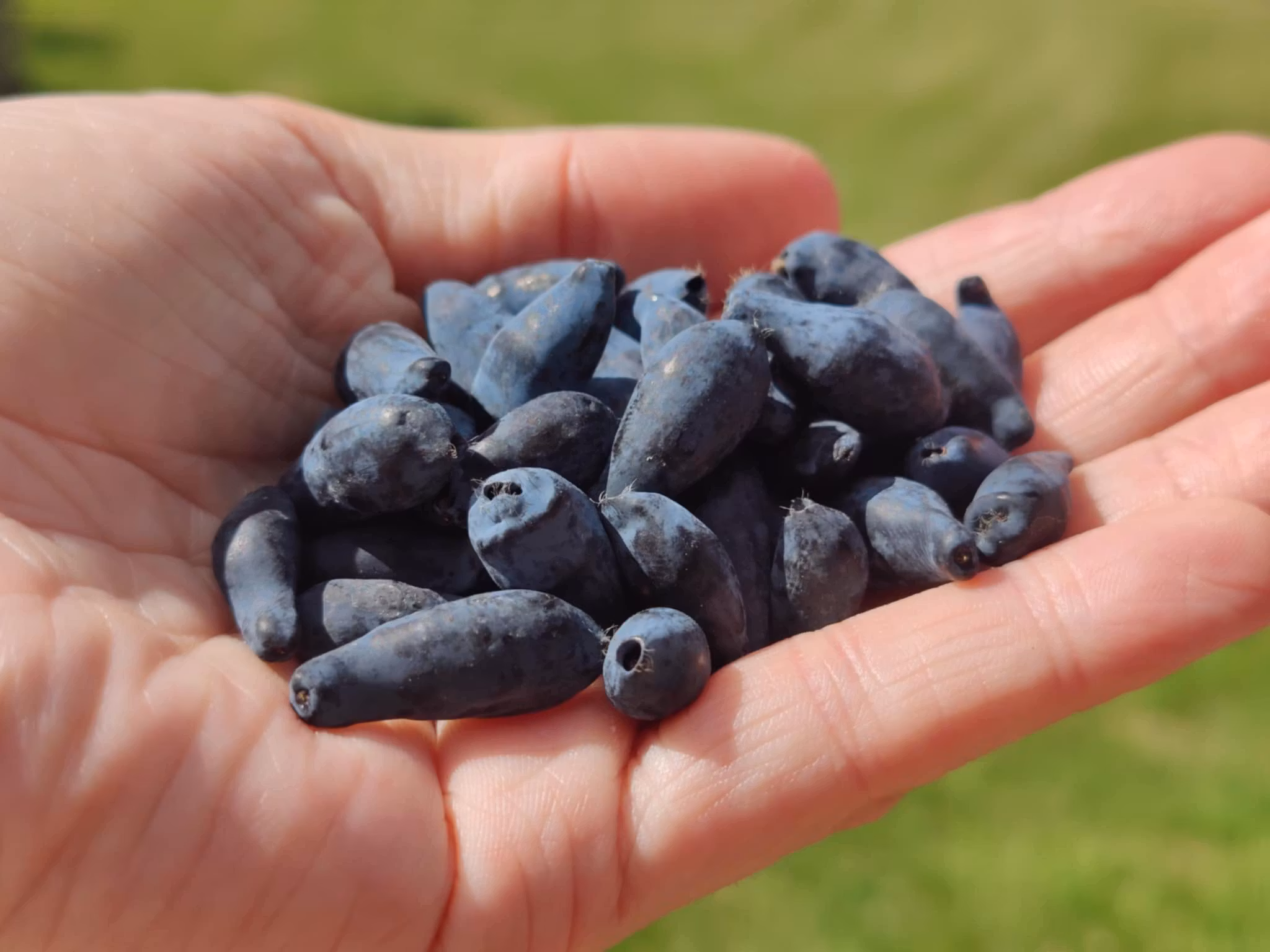 Blåbärstry "Mixpaket 1" - fyra olika sorter = två tidiga, två mellan