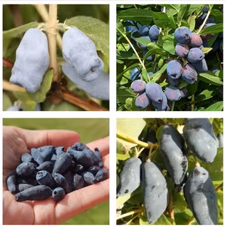 Blåbärstry "Mixpaket 1" - fyra olika sorter = två tidiga, två mellan