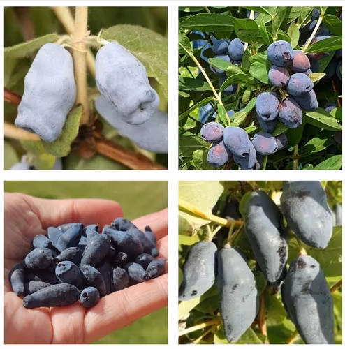 Blåbärstry "Mixpaket 1" - fyra olika sorter = två tidiga, två mellan