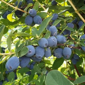 Blåbärstry "Mixpaket 2" - fyra olika sorter mellansäsong