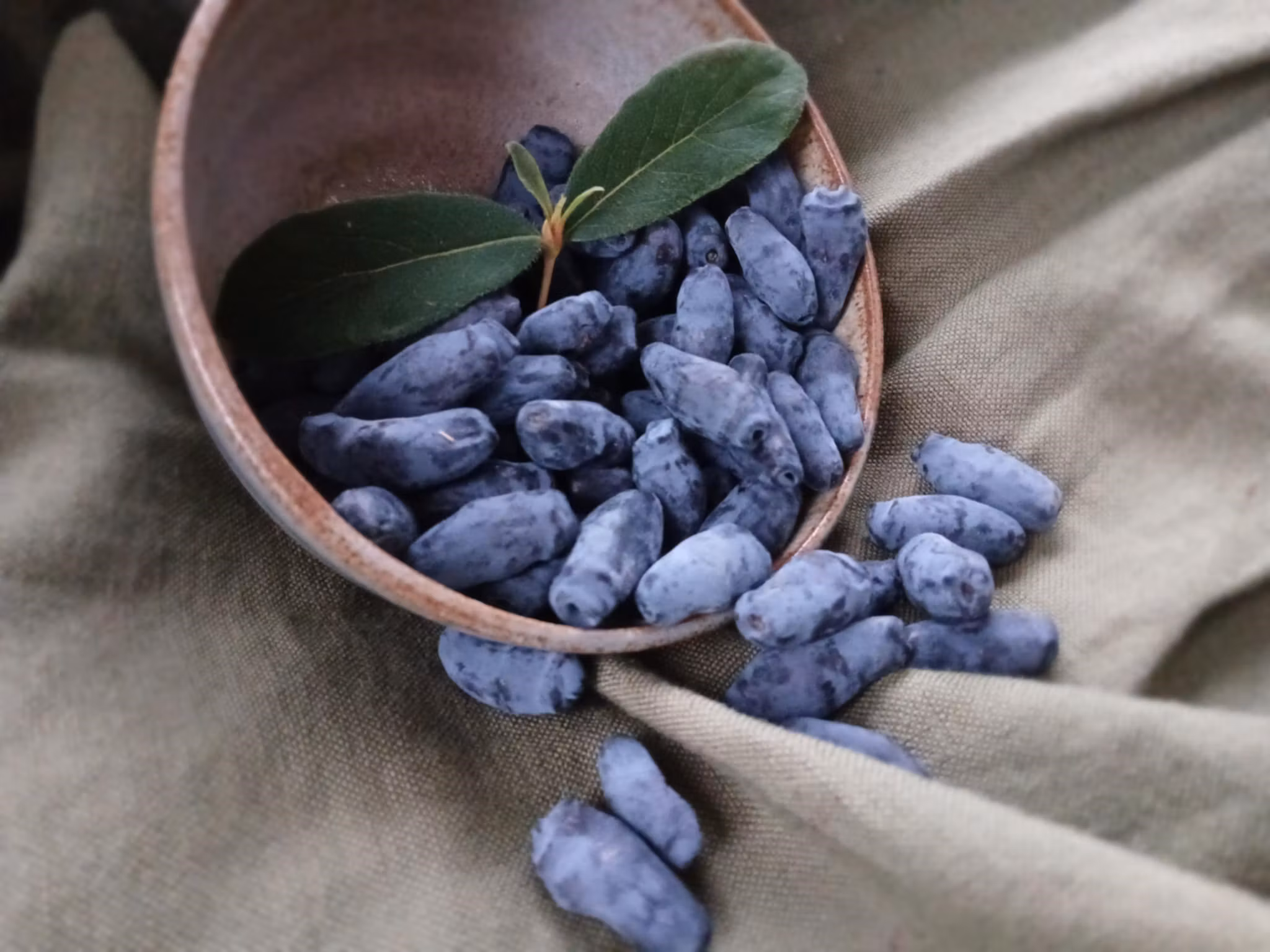 Blåbärstry "Mixpaket 2" - fyra olika sorter mellansäsong