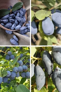 Blåbärstry "Mixpaket 2" - fyra olika sorter mellansäsong