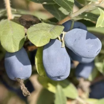 Blåbärstry "Mixpaketet 3" - fyra olika sorter = två mellan, två sena