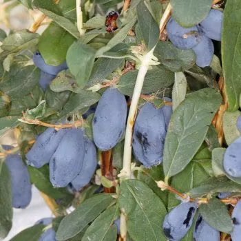 Blåbärstry "Mixpaketet 3" - fyra olika sorter = två mellan, två sena