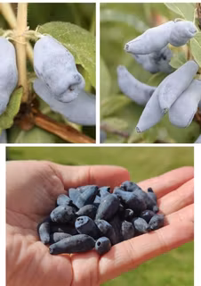 Blåbärstry "Mixpaket 1" - tre olika sorter = tre tidiga