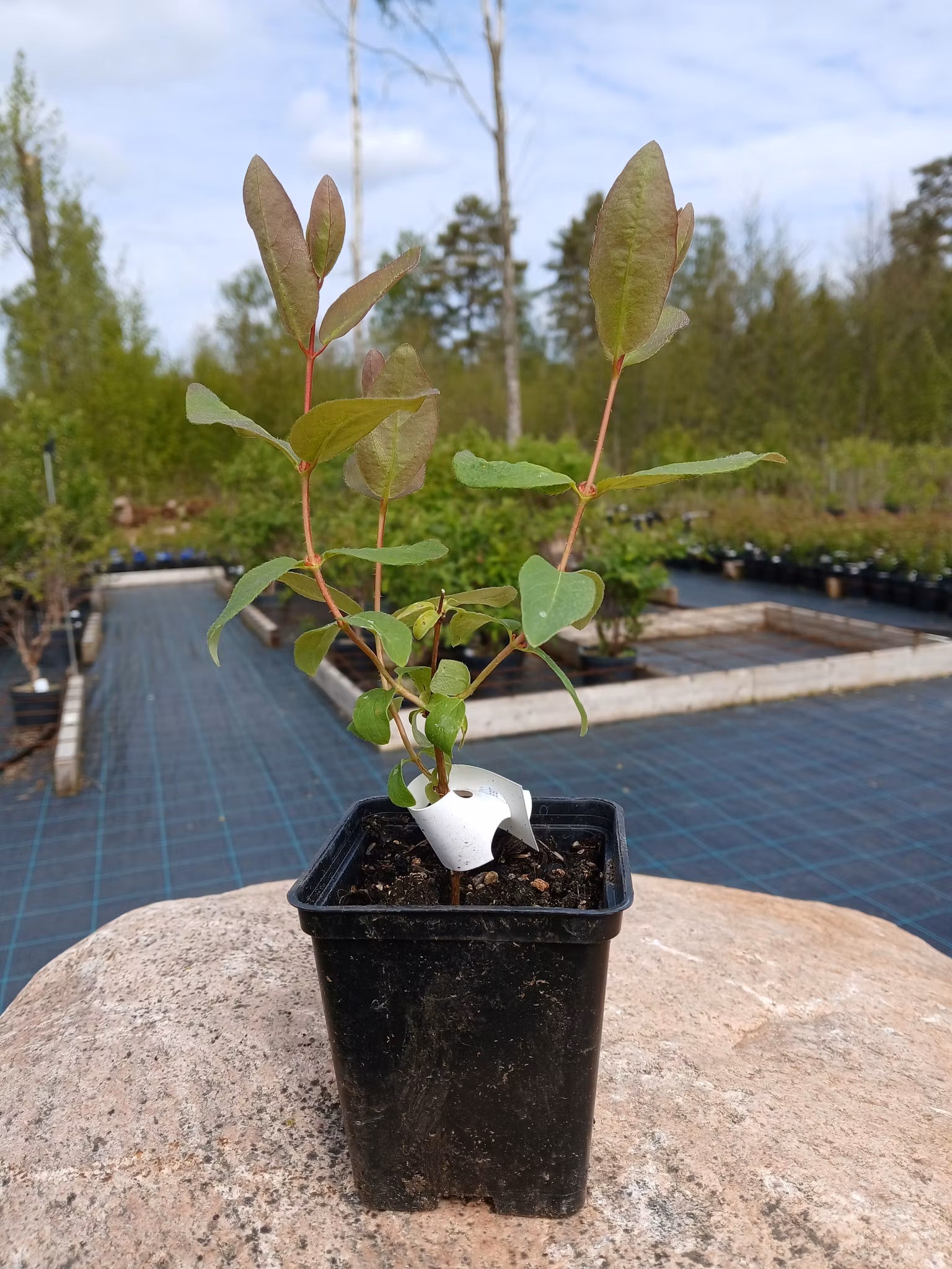 Blåbärstry "Blue Banana" - P9 kruka
