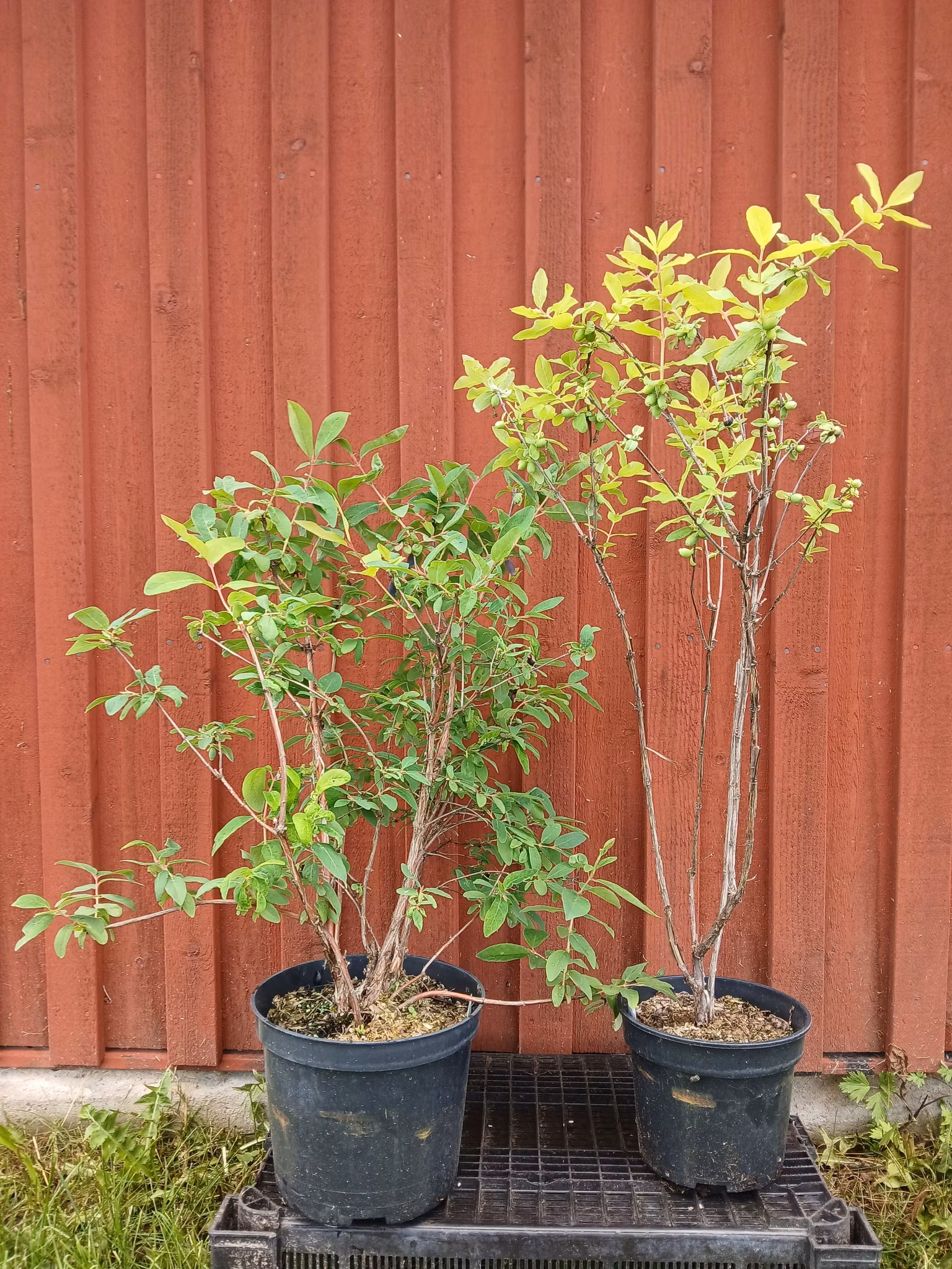 Rea - Blåbärstry, två olika sorter mellansäsong