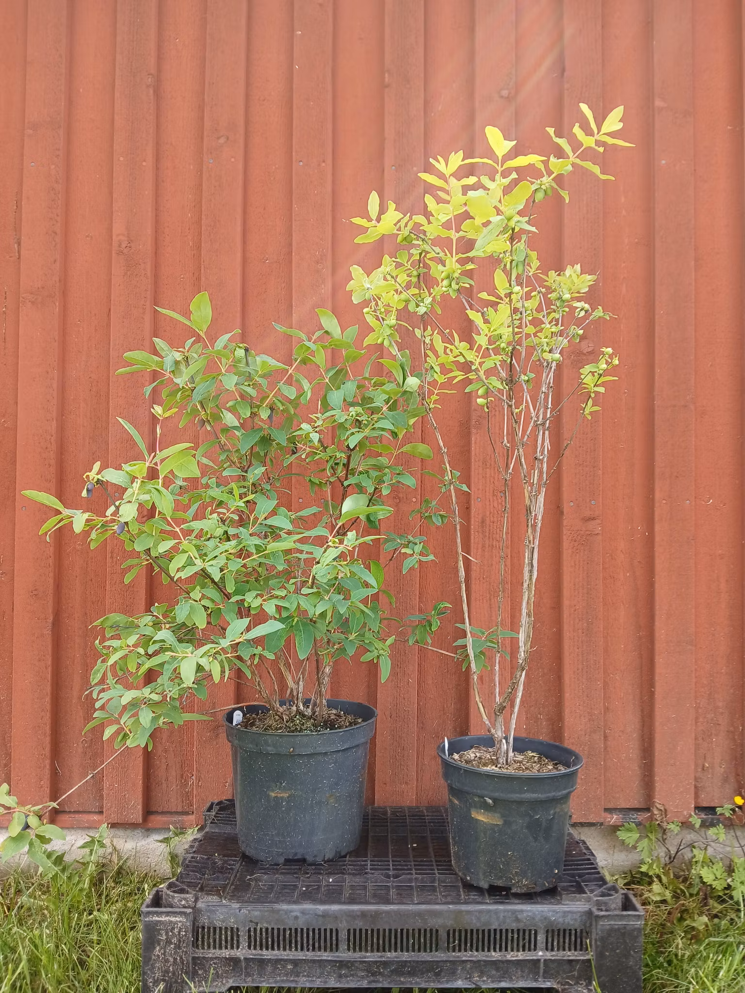 Rea - Blåbärstry, två olika sorter mellansäsong