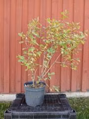 Rea - (nr. 2) Blåbärstry tre plantor mellansäsong