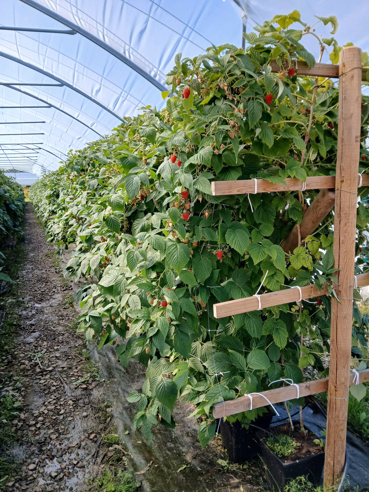 Förboka dina hallonplantor, Tulameen (Endast avhämtning!)