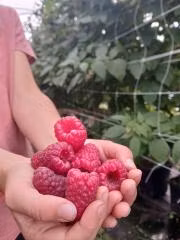 Förboka dina hallonplantor, Tulameen (Endast avhämtning!)