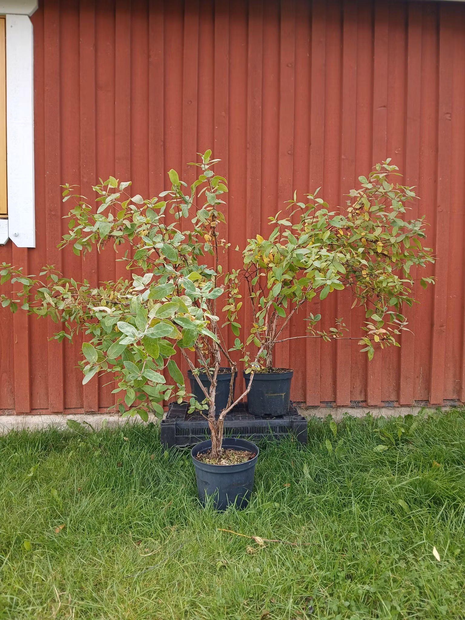 Rea - (nr. 2) Blåbärstry tre plantor mellansäsong