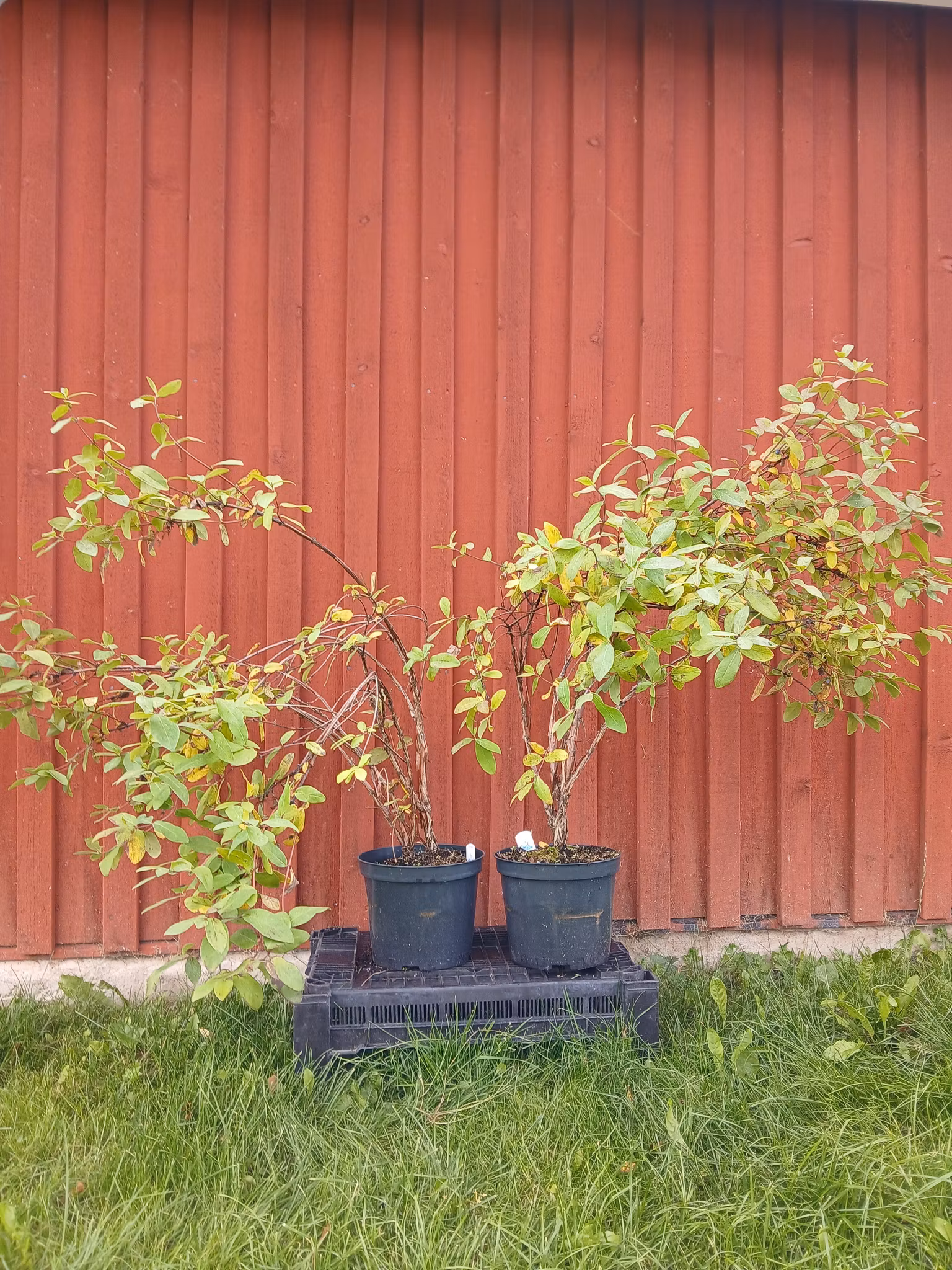 Rea - (nr. 2) Blåbärstry tre plantor mellansäsong