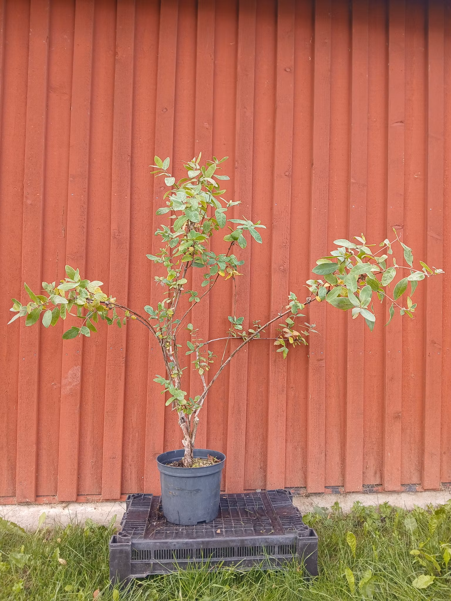 Rea - (nr. 2) Blåbärstry tre plantor mellansäsong