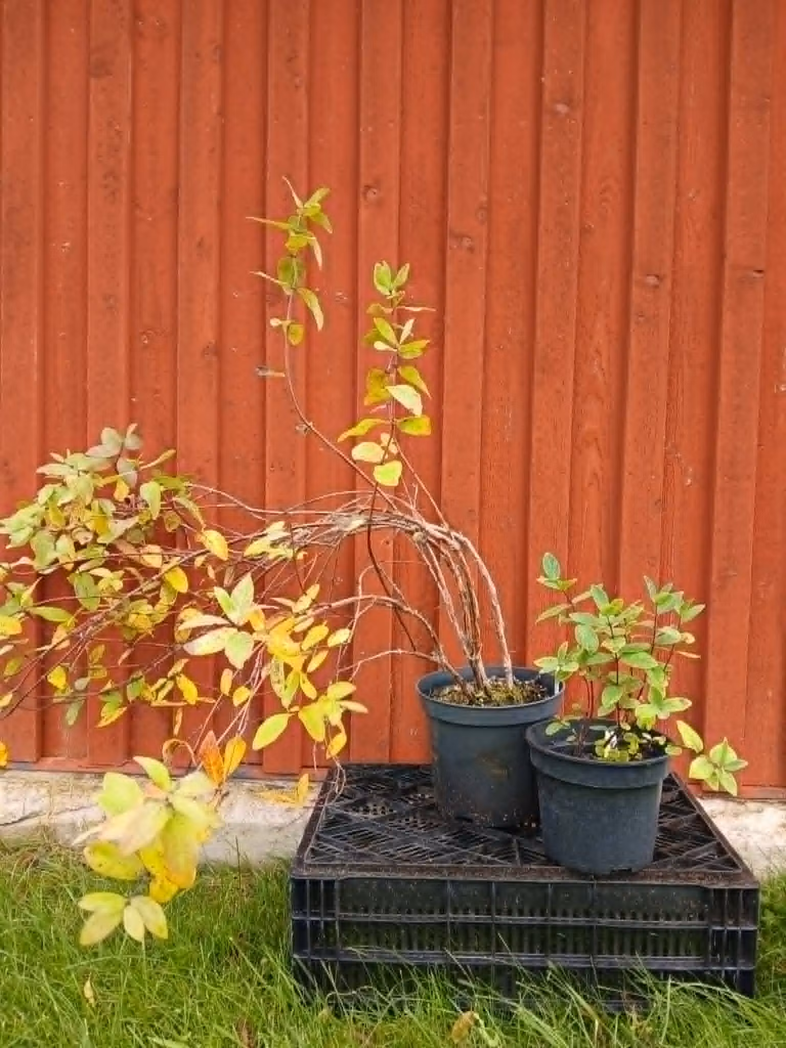 Rea - (nr. 1) Blåbärstry två olika sorter mellansäsong