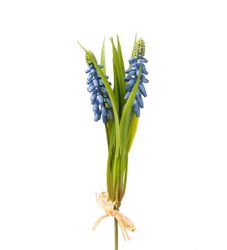 Pärlhyacint 20 cm