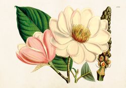Poster Magnolia