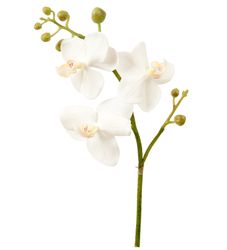 Phalaenopsis kvist