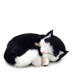 Katt svartvit