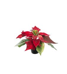 Julstjärna 10 cm