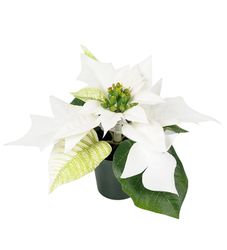 Julstjärna 10 cm