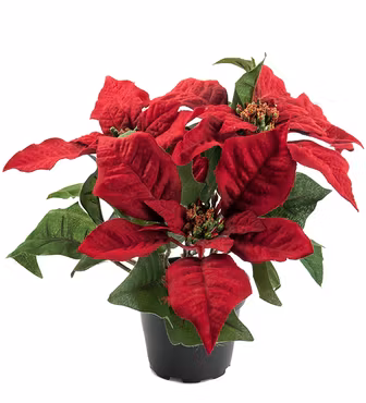 Julstjärna röd 23 cm