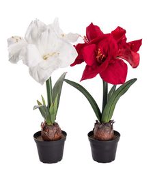 Amaryllis i kruka