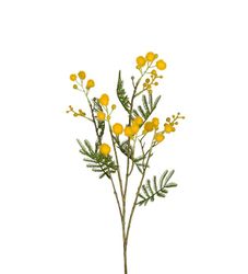 Mimosa 60 cm