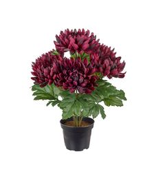 Chrysanthemum burgundy