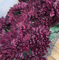 Chrysanthemum burgundy
