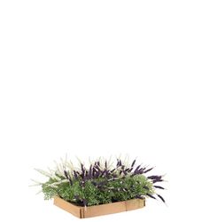 Lavendel, mix
