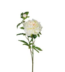 Pion vit 65 cm