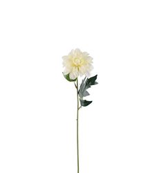 Zinnia vit 45 cm