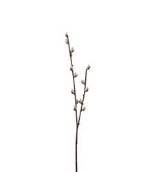 Videkvist 57 cm