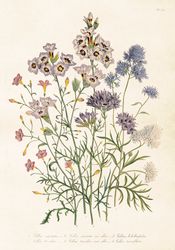 Poster Ängsblommor