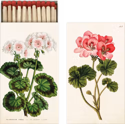 Tändsticksask pelargon