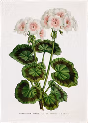 Kökshandduk Pelargon