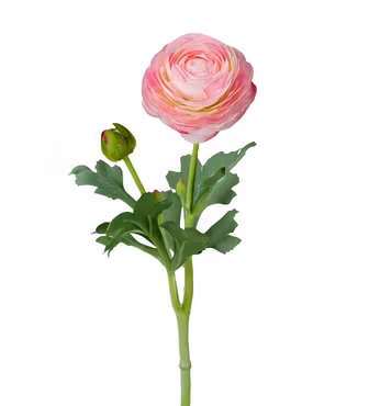 Ranunkel rosa 50 cm